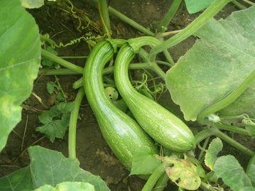 小小嫩瓜怎么吃,小小嫩瓜的多彩食法探索